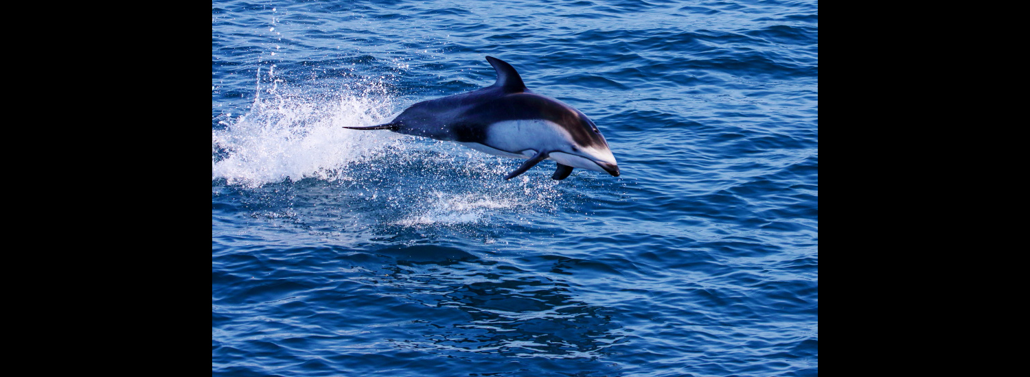 むつ湾のカマイルカ